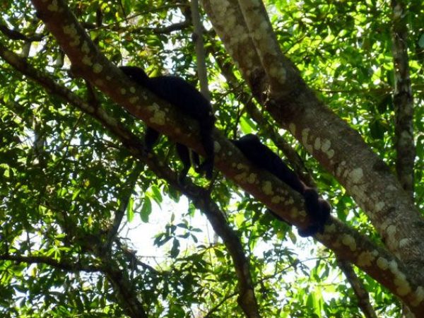Two howler monkeys in a tree
