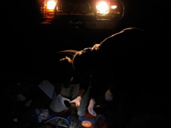 hyena in the headlight