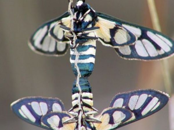 two African moths mating