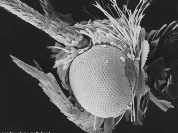 magnifies moth head