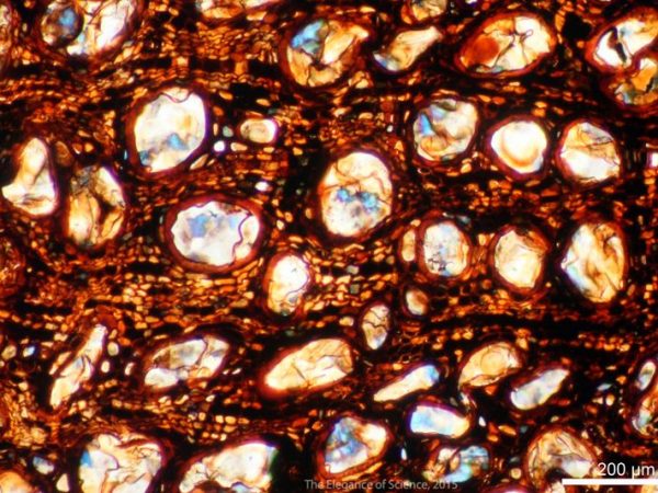 fossilized wood section