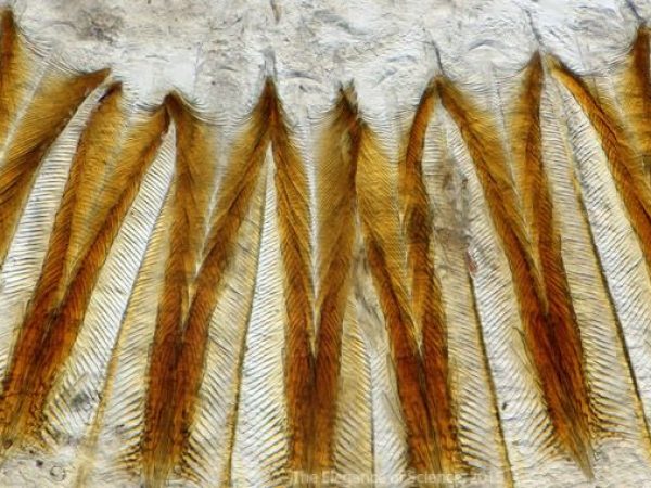 bark beetle stomach tissue