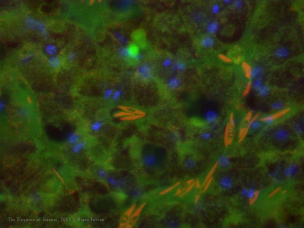 magnified alligator tissue