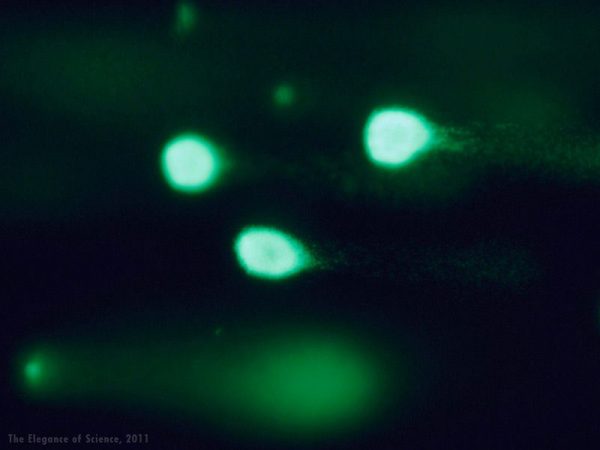 magnification of reaction of DNA in a cell
