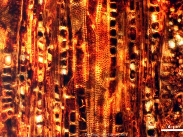 section of fossilized wood