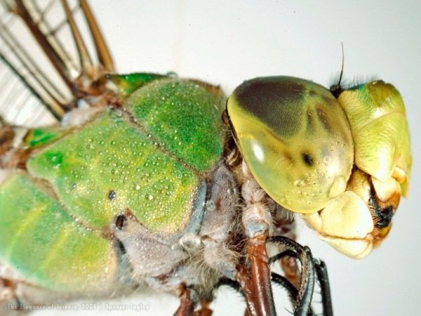 macro of a dragonfly head