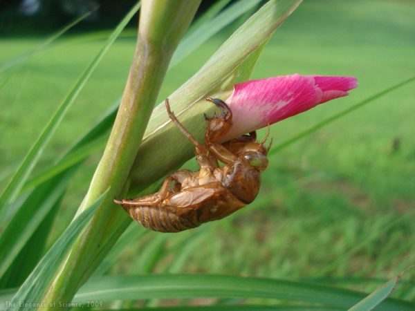 cicada molt on the bud of a flower