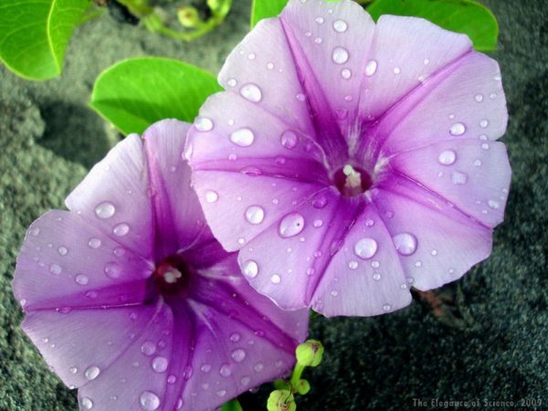 Morning Glory flower with water drops