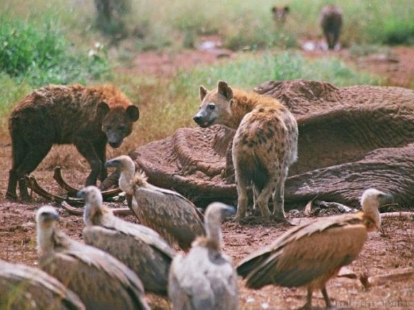 hyenas and vultures eating dead elephant