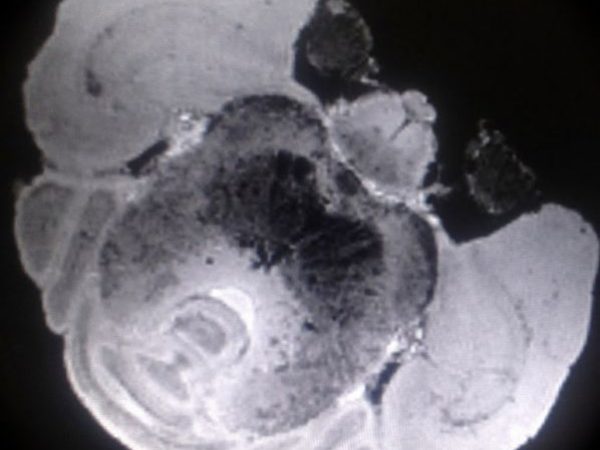 magnification of a rodent brain