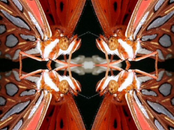 Gulf Fritillary butterfly