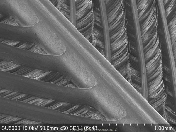magnification of a feather