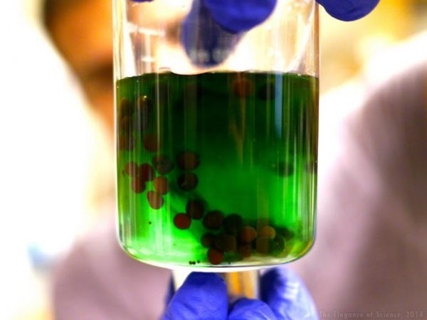 Alginate is a compound derived from algae