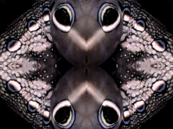fractal image of butterfly wing