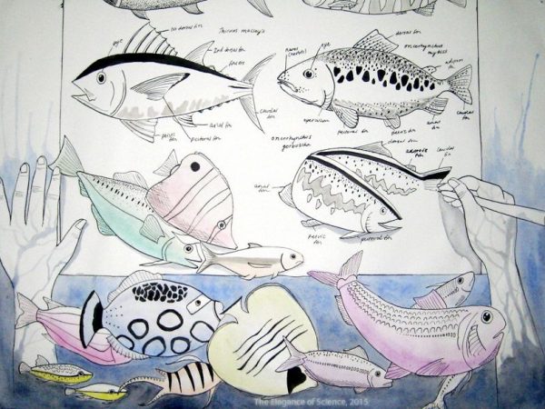 illustration of fish being drawn