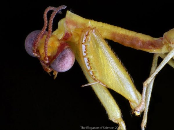 macro of a green mantisfly