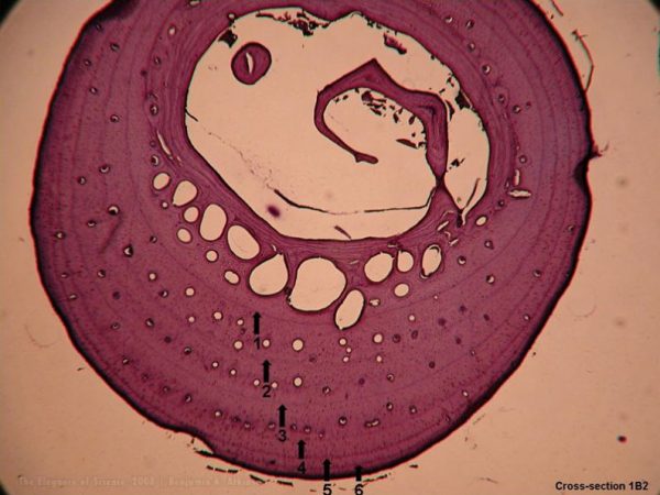 Life after Death at Terrapin Station, Benjamin K. Atkinson