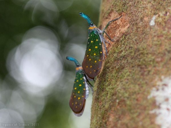 colorful lantern bugs