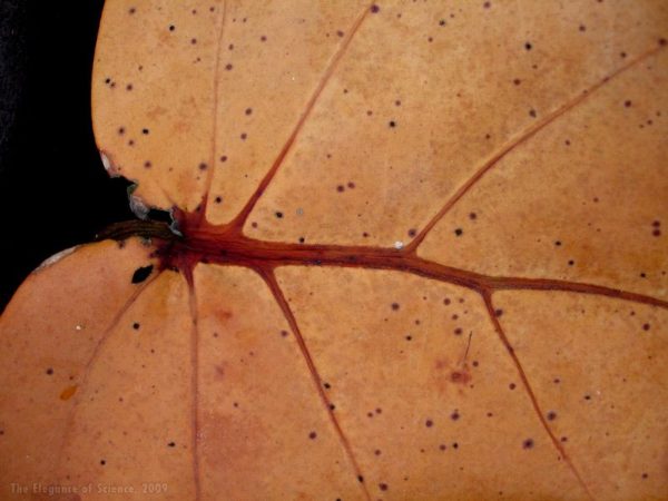 sea grape leaf section