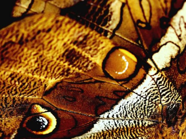 Owl butterfly close-up