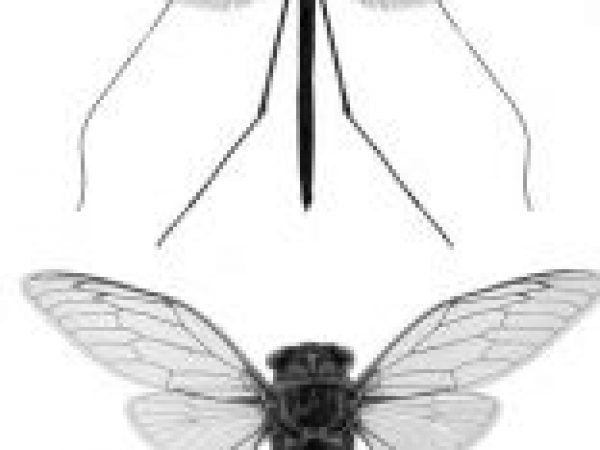 composite of five insect photos