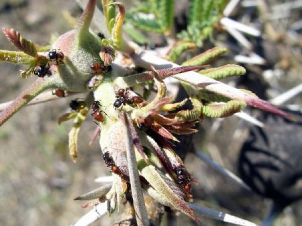 Ants on an Acacia tree