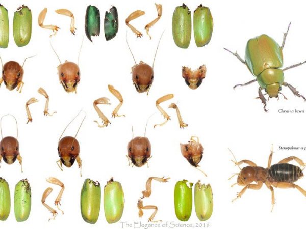 composite of insects after bat meal