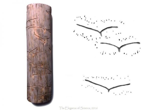 marks of a bark beetle in wood
