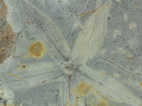 fossil flower