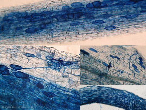 magnification of fungi living in plant roots