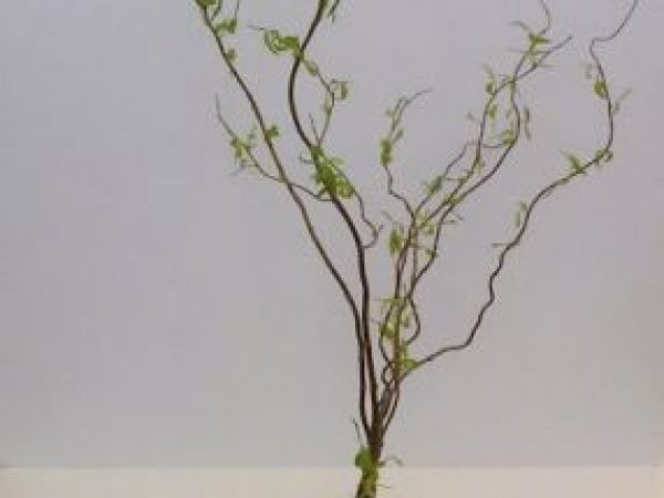 carnation flower arangement