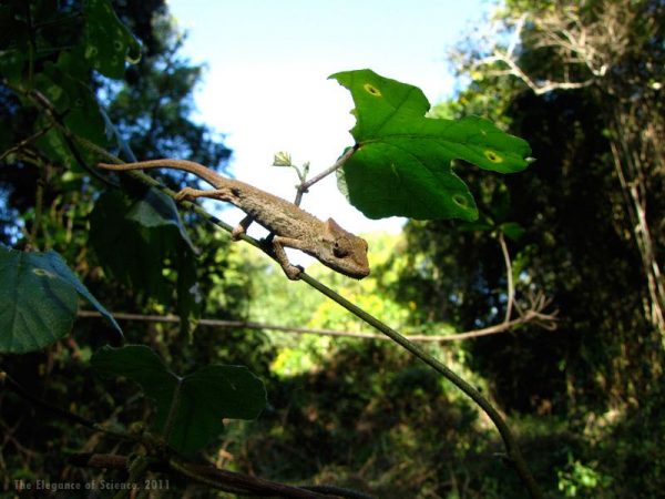 chameleon on a vine