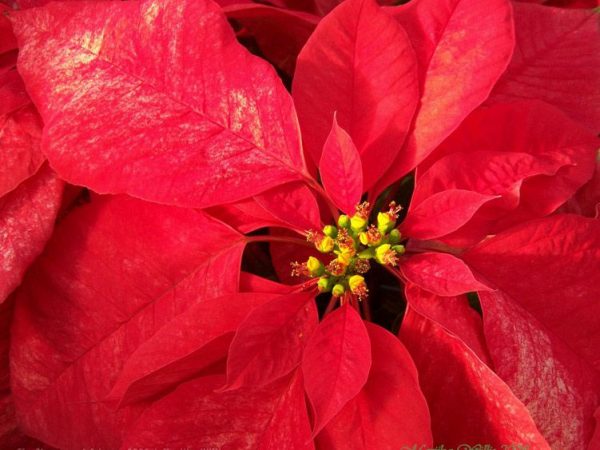 Poinsettia - The Christmas Plant, Marijka Willis