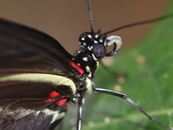 close up of butterfly head
