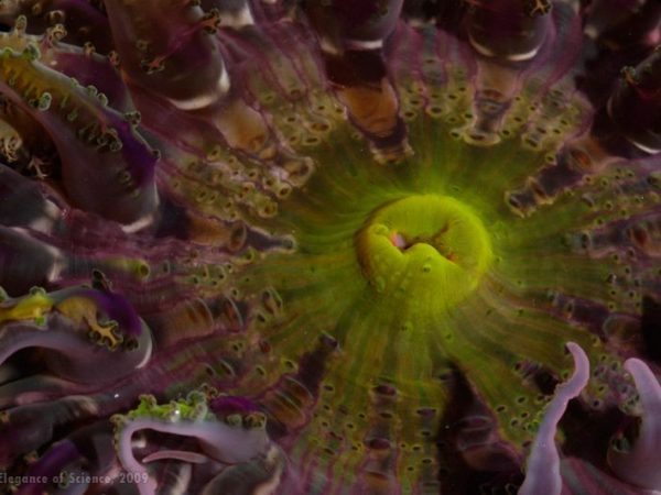 Sea Anemone close up