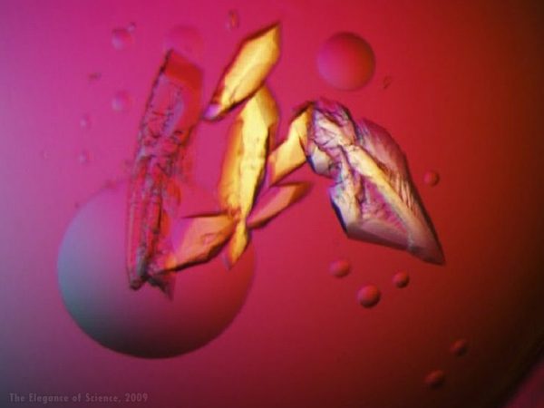 magnification of Interleukin 8 crystals