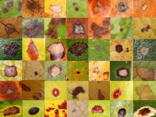 compilation of leaf spots changing colors
