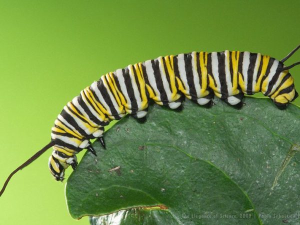 monarch caterpillar
