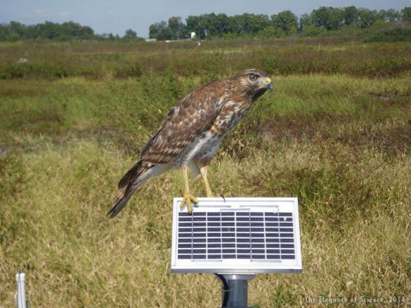 Broad-winged Hawk sitting on a solar panel
