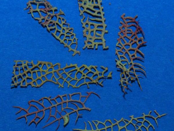 exoskeleton of fan coral