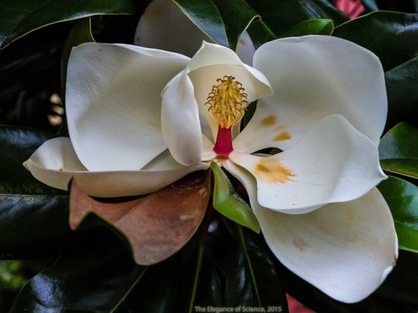 magnolia flower