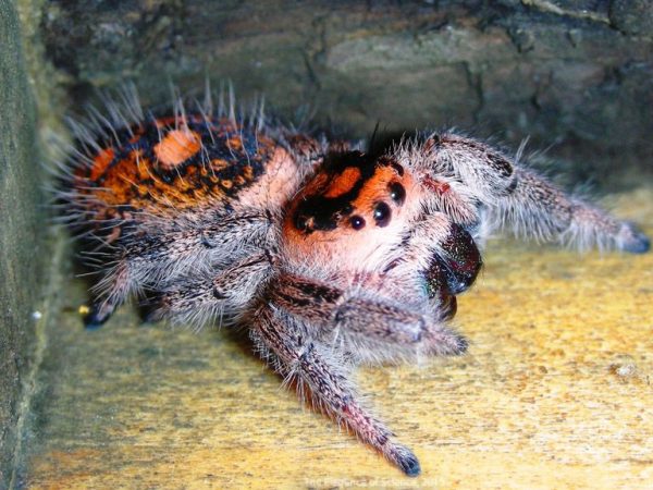 jumping spider
