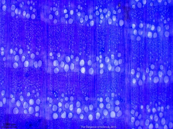 cross section of oak