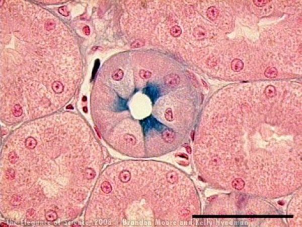 magnified alligator tissue