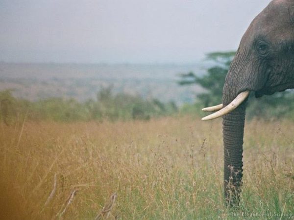 elephant in habitat