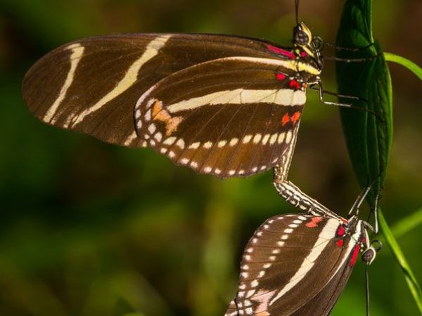 Zebra Longwing butterflies mating