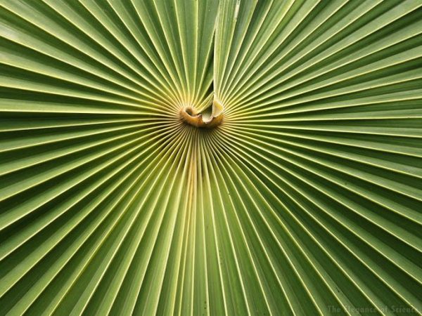 radial spines of a palm leaf