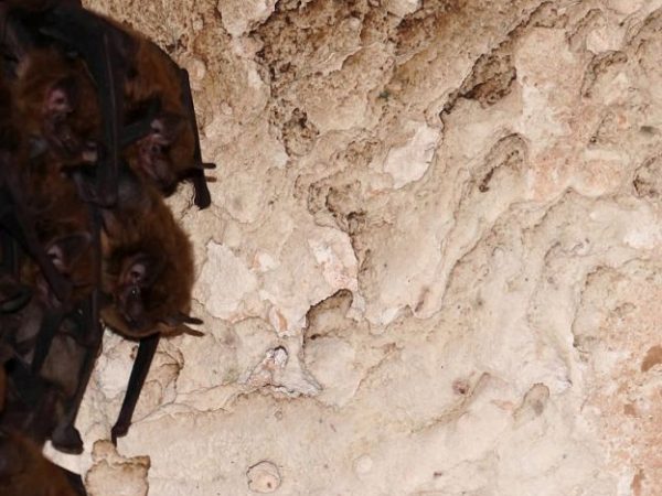 Bats roosting