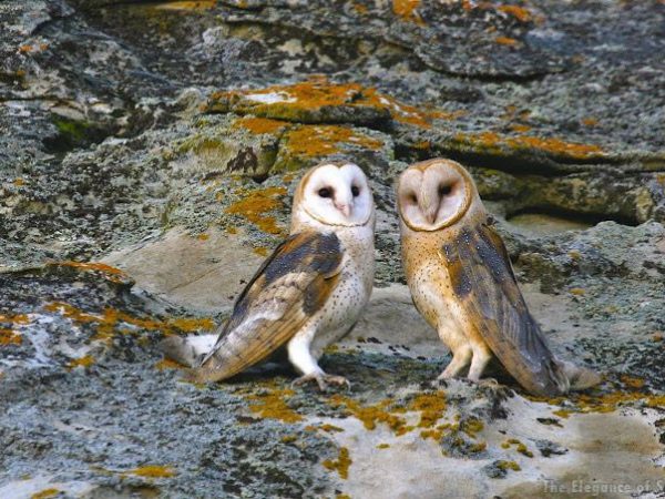 two barn owls on rocks