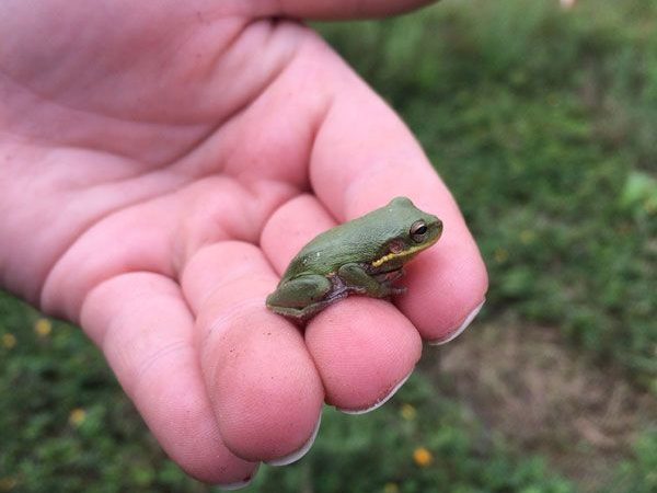 green frog being held in a hand